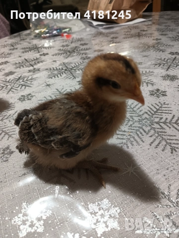 Пилета от породата Легбар, снимка 3 - Кокошки и пуйки - 53817746