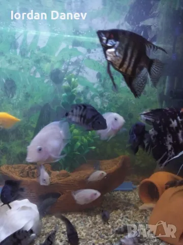 Продавам рибки , снимка 1