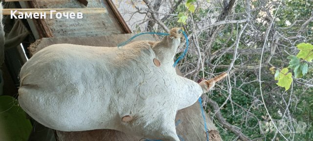 мях за гайда