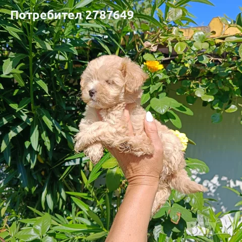 Малтипу момичета, снимка 3 - Пудели - 56056116