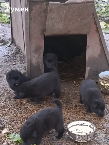 Черна немска овчарка ( канадки вълк), снимка 1