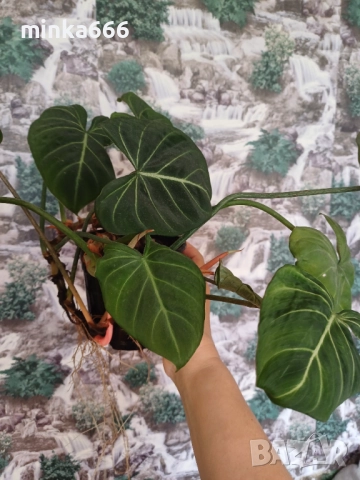 Филодендрон зебра , снимка 3 - Стайни растения - 52182484