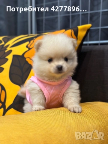 Принцеса очаква ново семейство, снимка 2 - Померан - 53721483