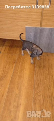 Малки пинчери, снимка 1