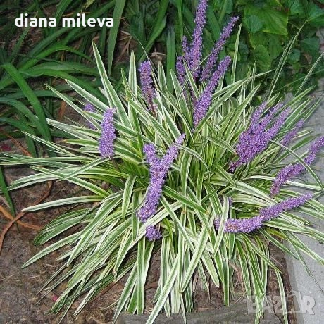 Лириопе Мускари, Liriope muscari 'Variegata'