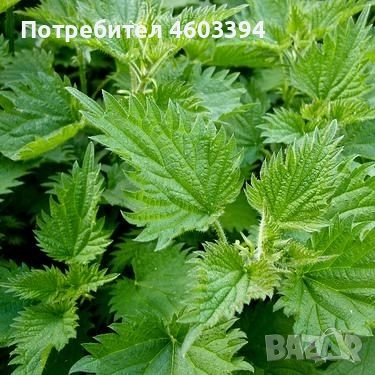 Прясна и сушена коприва от нашето село, снимка 3 - Домашни продукти - 52068638