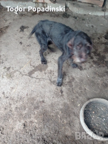 Куче дратхар срешно, снимка 11 - Дратхаар - 53128897