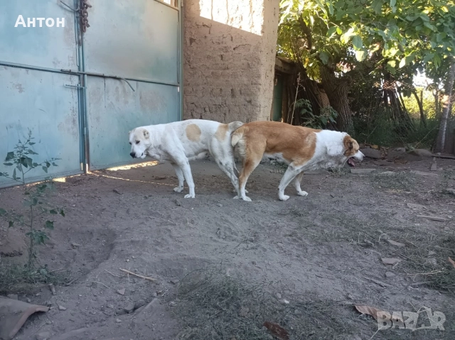 Алабай (Средно Азиатска овчарка), снимка 9 - Алабай - 52940508