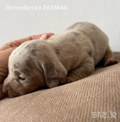 Дакел, снимка 3 - Дакели - 50423865