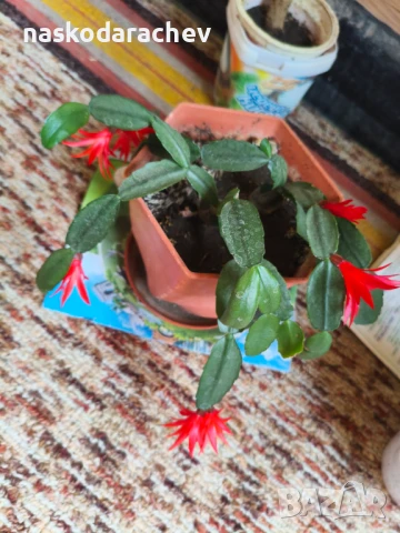 Стайно цвете "Великденче", снимка 7 - Стайни растения - 50951816