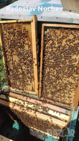 Презимували пчелни семейства на 4 рамки