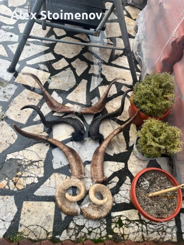 Продавам рога