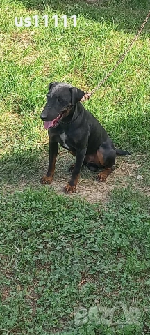 елитен ягдтериер с родословие 4 месеца , снимка 6 - Ягдтериер - 53757461