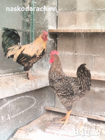 Продавам петли за клане за Петльовден или за разплод, снимка 8 - Кокошки и пуйки - 53021356