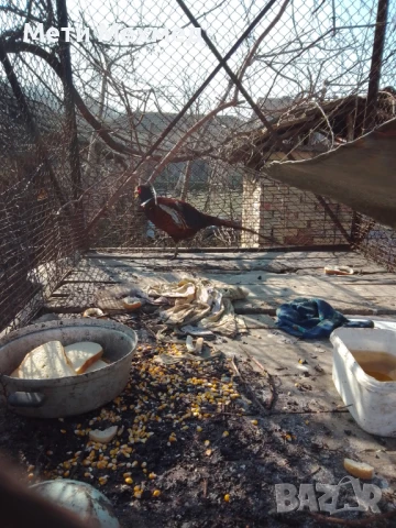 фазан мъжки, снимка 4 - други­ - 51336308