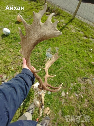 Рога от елен лопатар , снимка 5 - Декорация за дома - 53723636
