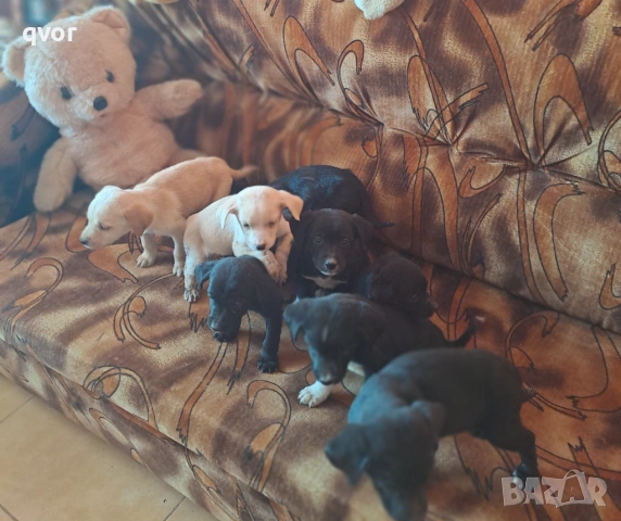 Продавам лабрадори, снимка 10 - Лабрадор ретривър - 53494683