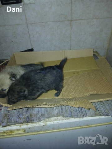 Mini wpicove, снимка 3 - Шпиц - 53598502