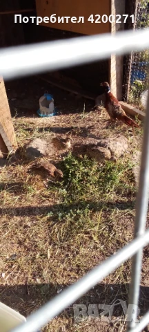  Фазани , снимка 4 - други­ - 49542295