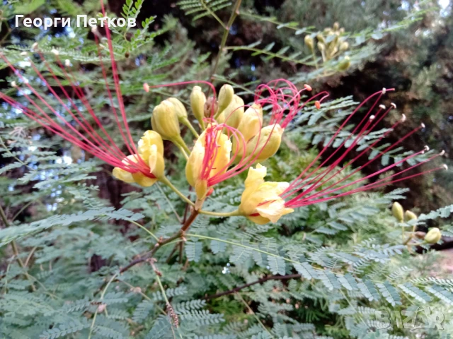 Цезалпиния, Жълта Райска Птица-7лв./кофичка., снимка 2 - Градински цветя и растения - 50862027