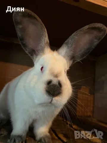 Калифорнийски зайци, снимка 2 - Други - 48809757