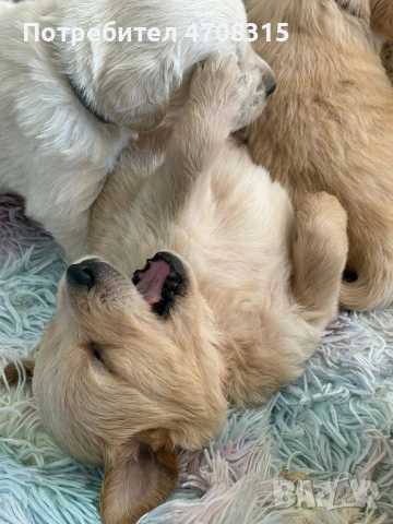 Голдън ретривър момче , снимка 5 - Голдън ретривър - 53384772
