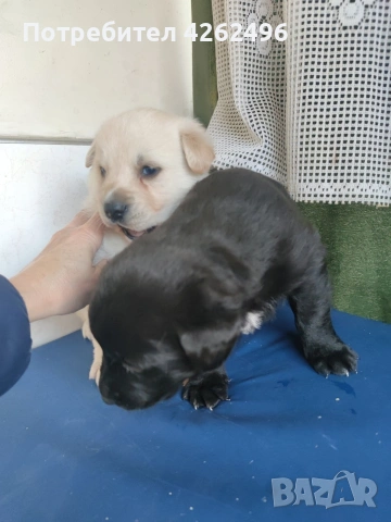 чистокръвни лабрадор ретривър, снимка 4 - Лабрадор ретривър - 53745338