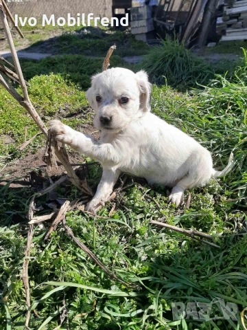 Продавам малки английски сетерчета, снимка 2 - Английски сетери - 53776304