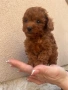 Мини пудел, снимка 1