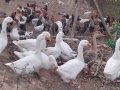 Пилета, гъски, патици, пуйки, копринки, снимка 8