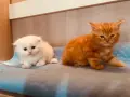 Свободни мъжки шотландски, снимка 5