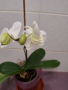 Орхидея , снимка 1 - Стайни растения - 44657653