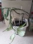 Дифенбахия - стайно растение в саксия, снимка 2