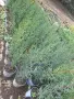 Аризонски кипарис ( Cupressus arizonica), снимка 2