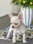Чихуахуа Момченце Топ, снимка 2