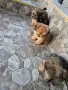 чистокръвни кралски пекинези, снимка 2