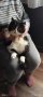 2бр котета екзотична късокосместа персийка на 4-5месеца , снимка 5
