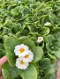 Иглика ( примула ) ТОП ЦЕНА, снимка 7