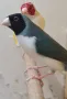 Продавам чифтове Гулдови Амадини , снимка 7