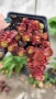 Червен седум Пурпурна Зима, Sedum spirium " Purpur Winter ", снимка 4