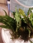 Продавам водни растения за аквариум, снимка 9