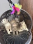 Британски / шотландски котенца , снимка 3