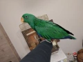 Папагал Еклектус мъжки /бебе , снимка 1