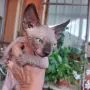Котка порода сфинкс, снимка 1