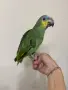 Бебе Венецуелска Амазона, снимка 2