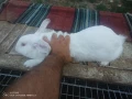 Зайци домашни , снимка 8