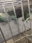Продавам китайски Александри, снимка 5