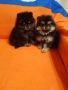 Померан померанчета свободни Гр София, снимка 10