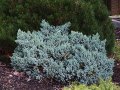 Juniperus squamata 'Blue Star', Хвойна Синя Звезда, снимка 3