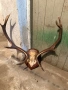 Продавам трофей от елен, снимка 1